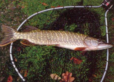 Brochet au beurre blanc nantais